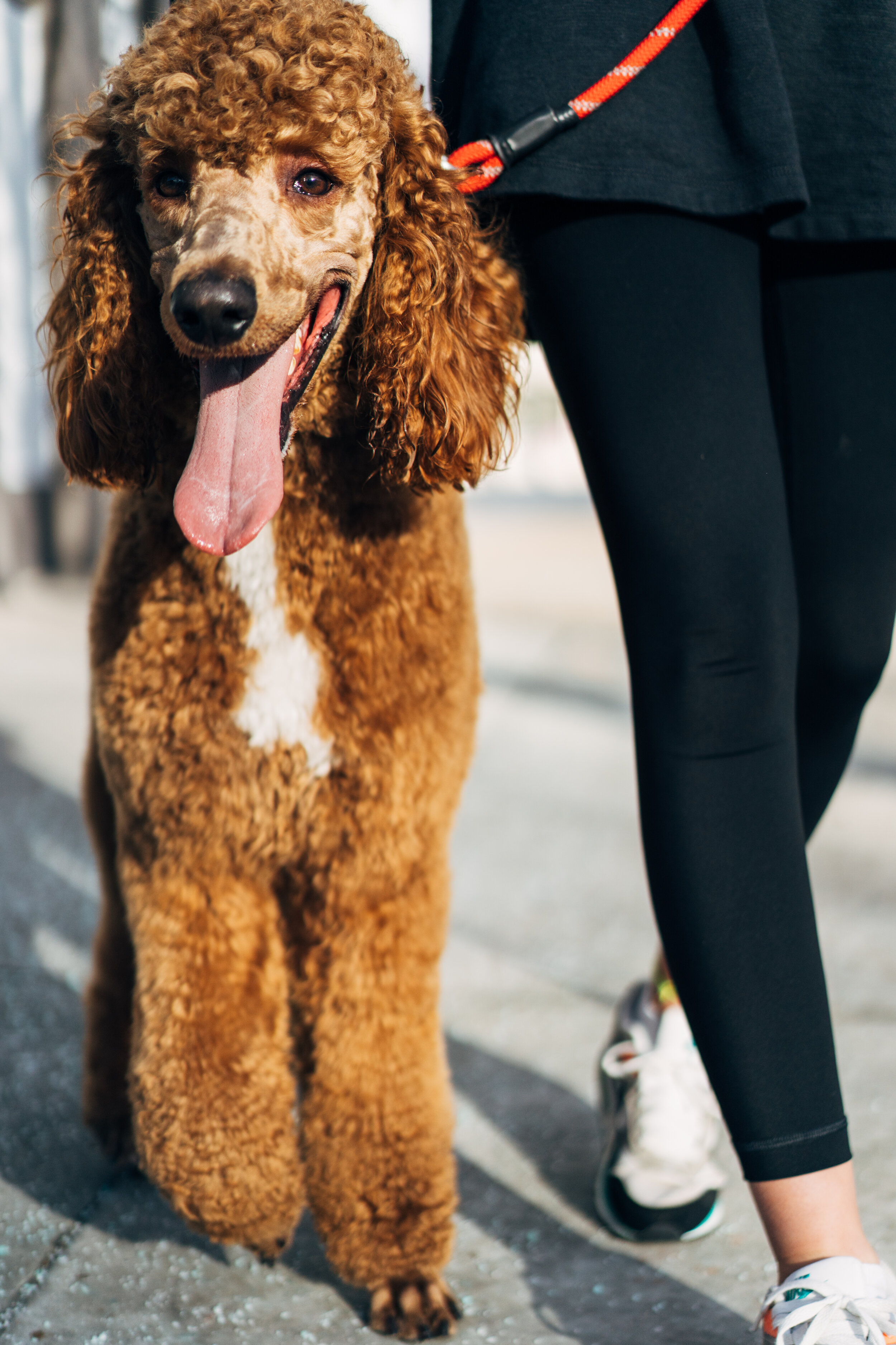 Red abstract cheap poodle